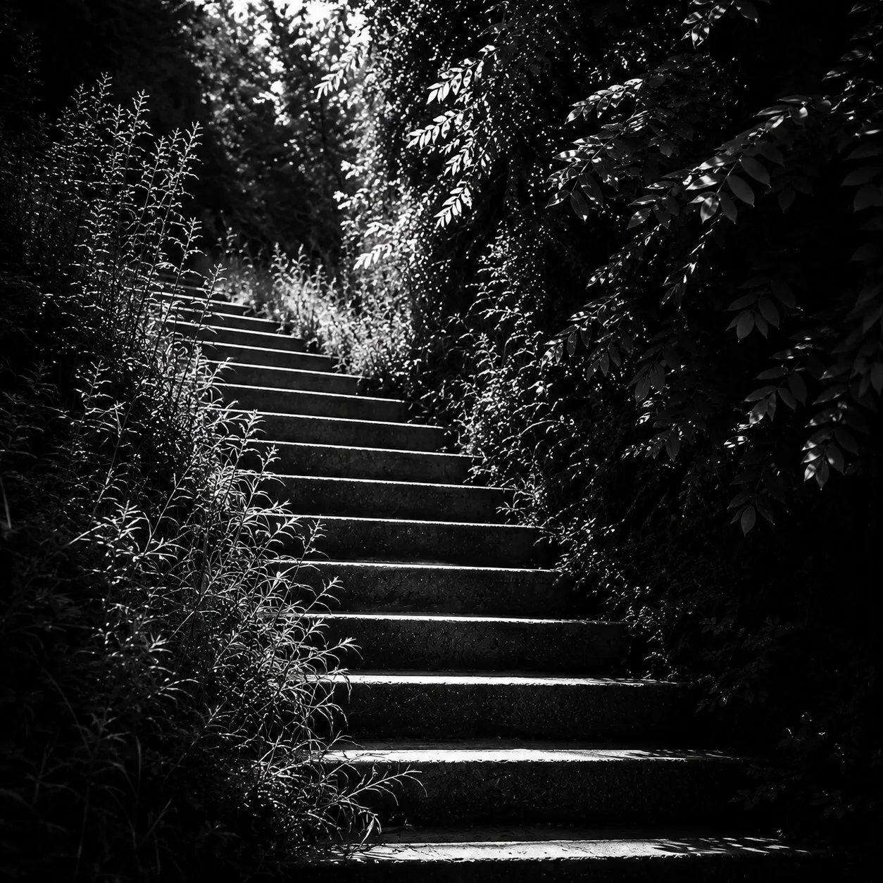 A stone stairway climbing through dense foliage in the old town, lit by a shaft of light.